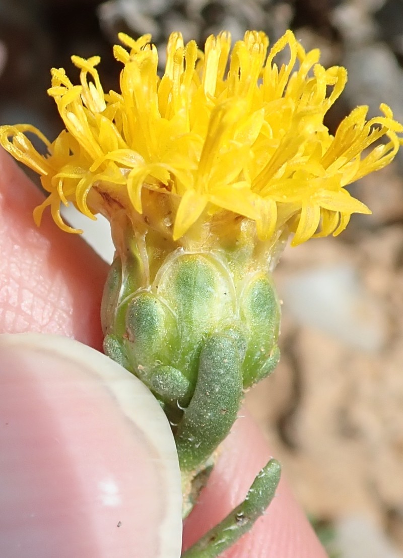 Pteronia villosa photo 2