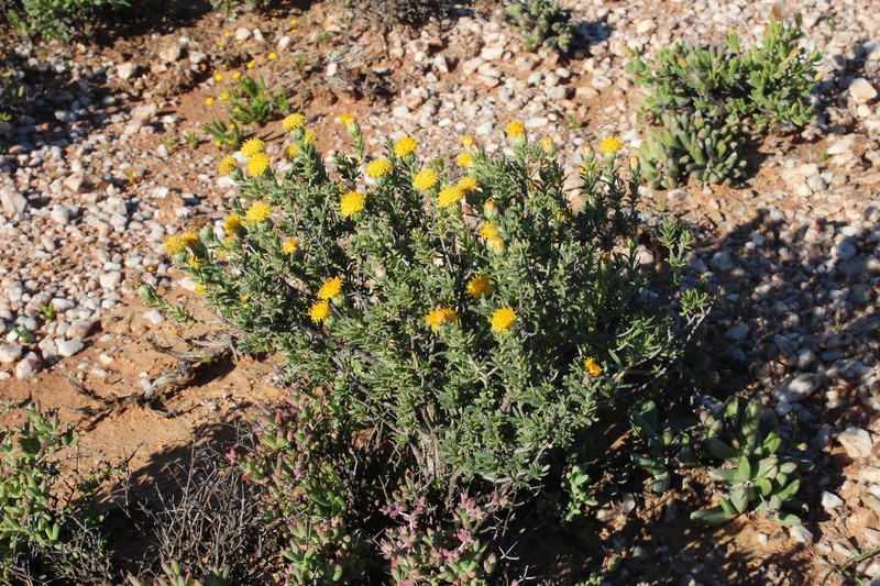 Pteronia villosa photo 3