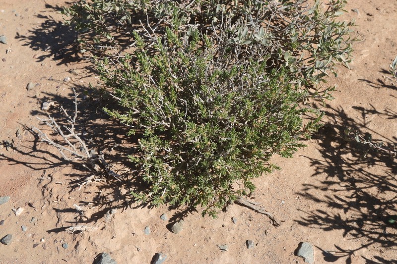 Pteronia villosa photo 5