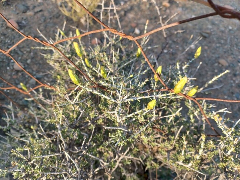 Pteronia viscosa