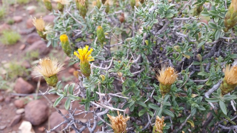 Pteronia viscosa photo 2