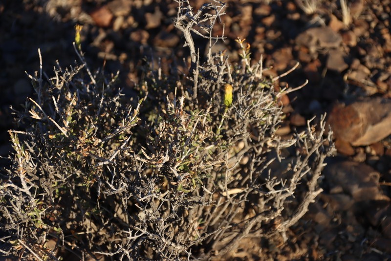 Pteronia viscosa photo 3