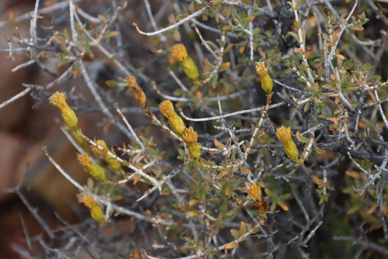 Pteronia viscosa photo 4
