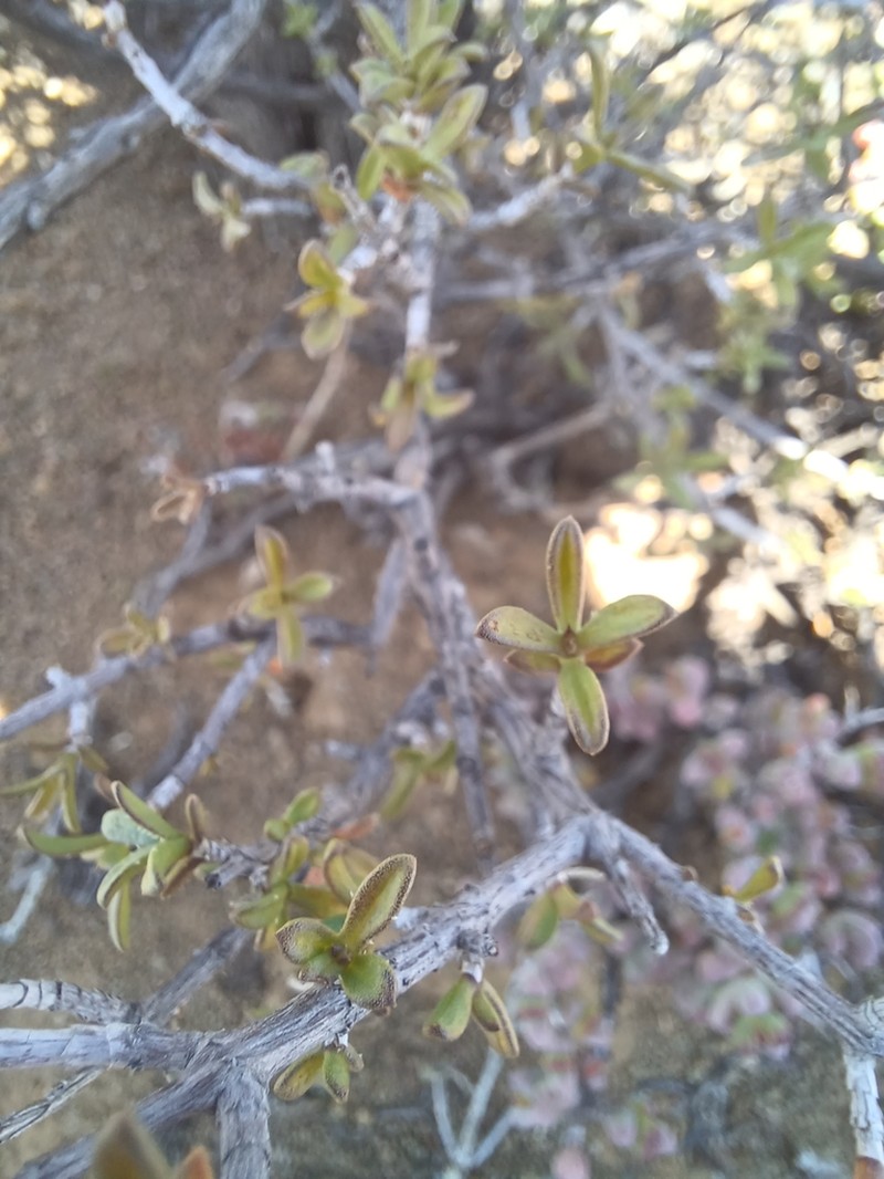 Pteronia viscosa photo 5