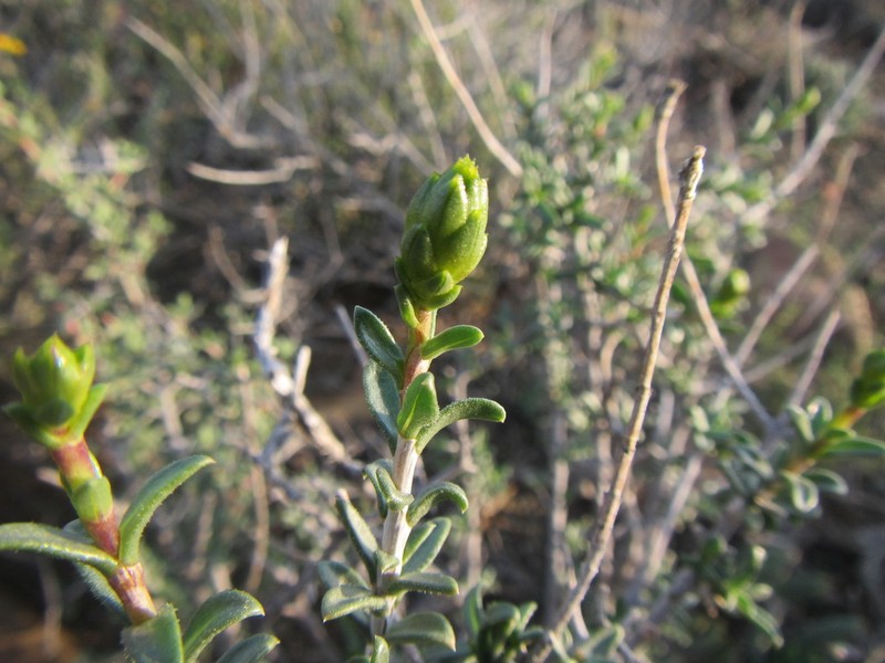 Pteronia viscosa photo 6