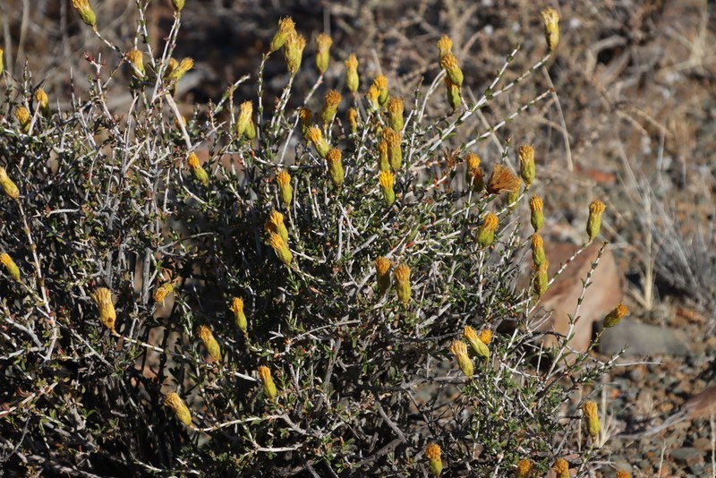 Pteronia viscosa photo 8