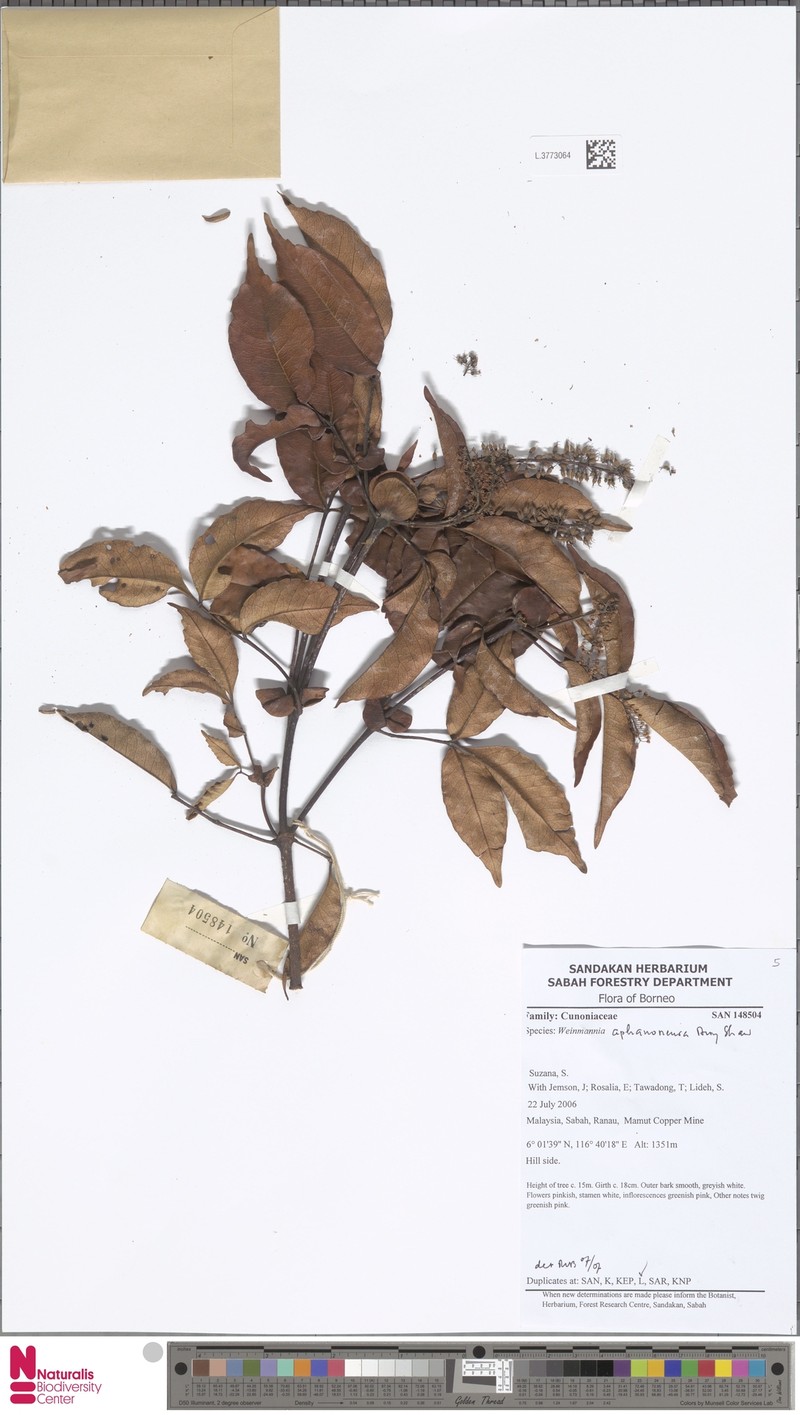 Pterophylla aphanoneura