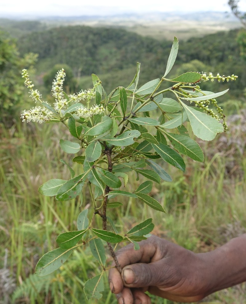 Pterophylla bojeriana photo 2
