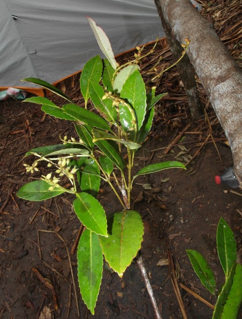 Pterophylla bradfordii