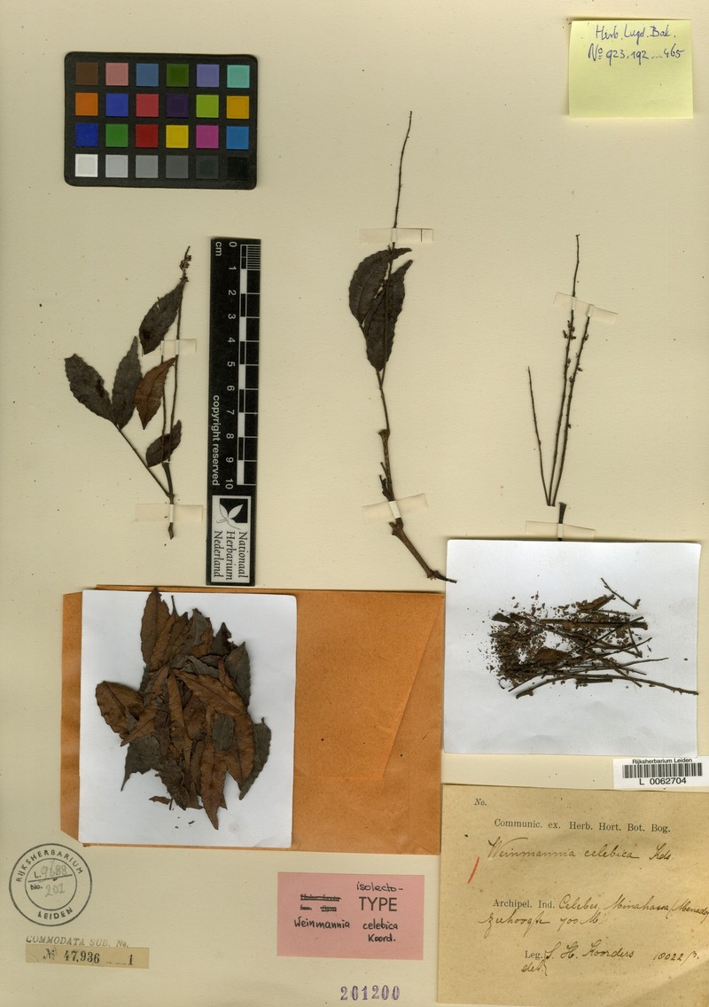 Pterophylla celebica photo 3