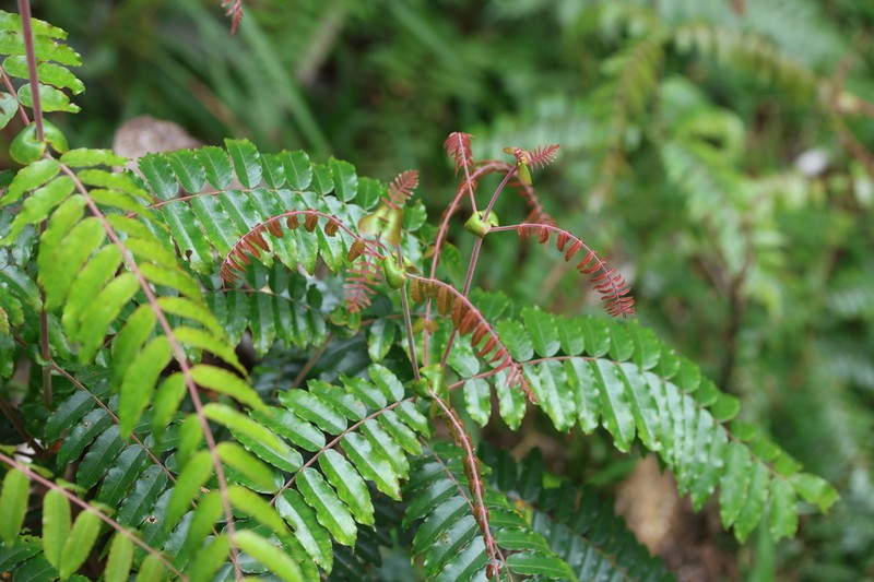 Pterophylla clemensiae