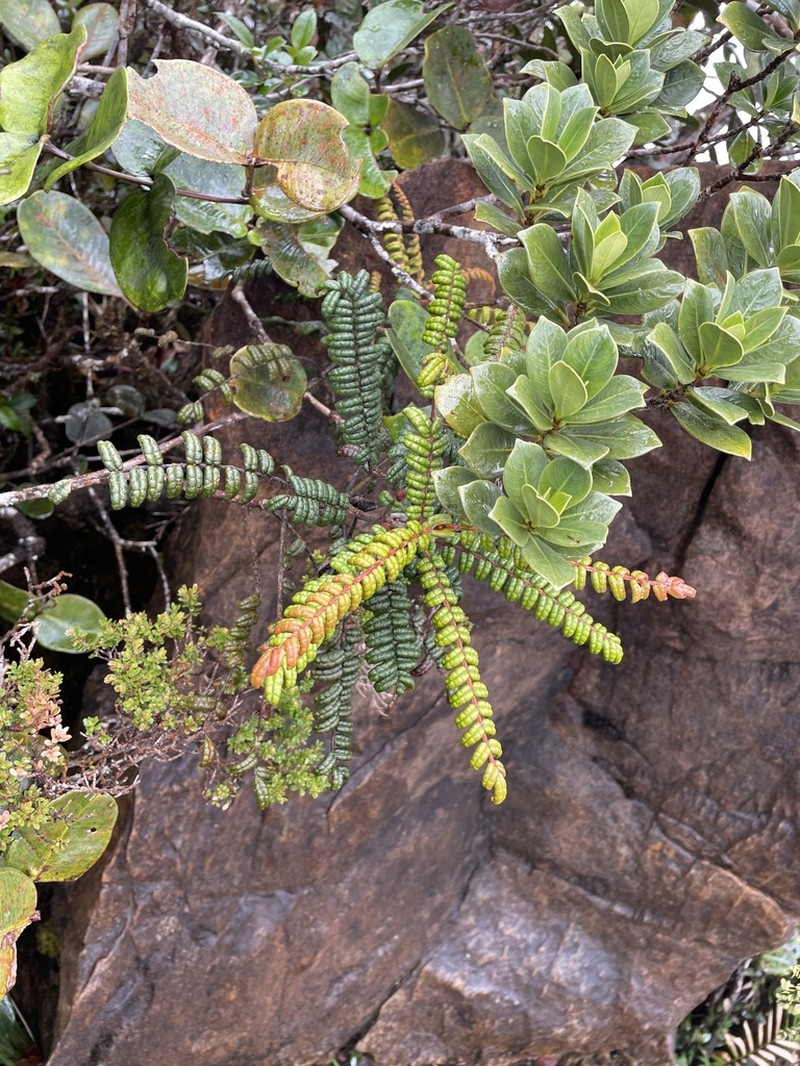 Pterophylla clemensiae photo 2