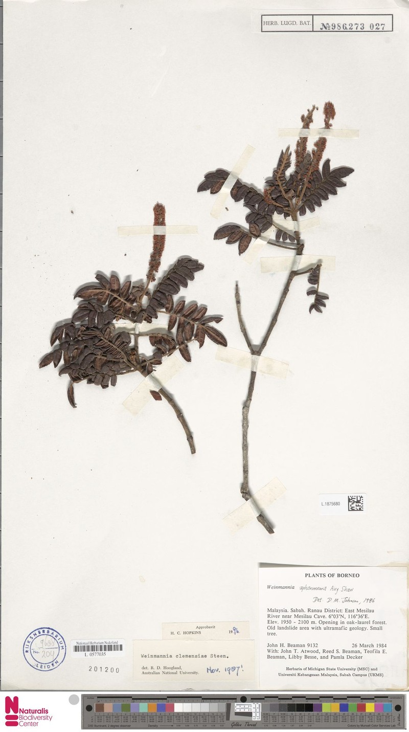 Pterophylla clemensiae photo 3