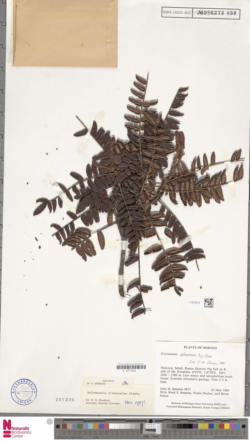 Pterophylla clemensiae photo 5