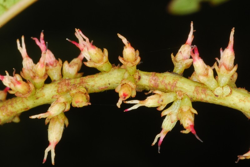 Pterophylla comorensis photo 2