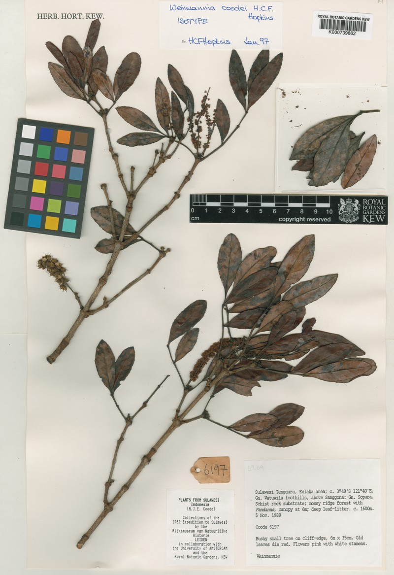 Pterophylla coodei