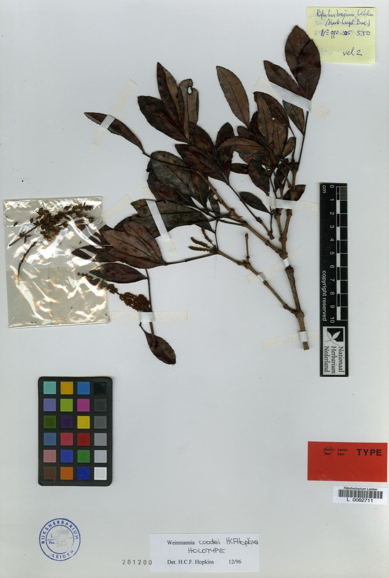 Pterophylla coodei photo 3