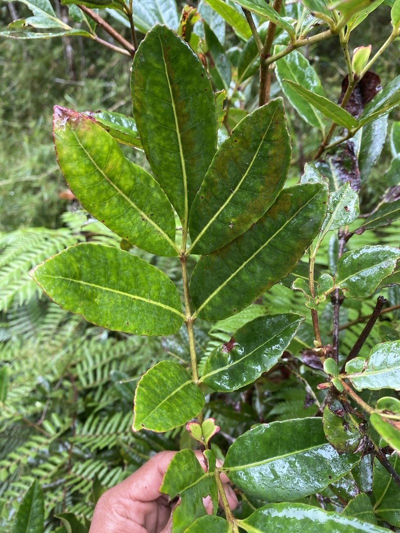 Pterophylla decora