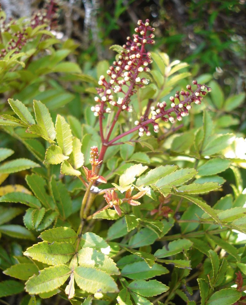 Pterophylla denhamii