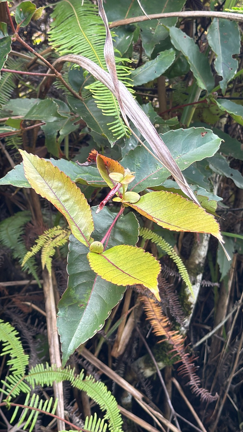 Pterophylla descombesiana