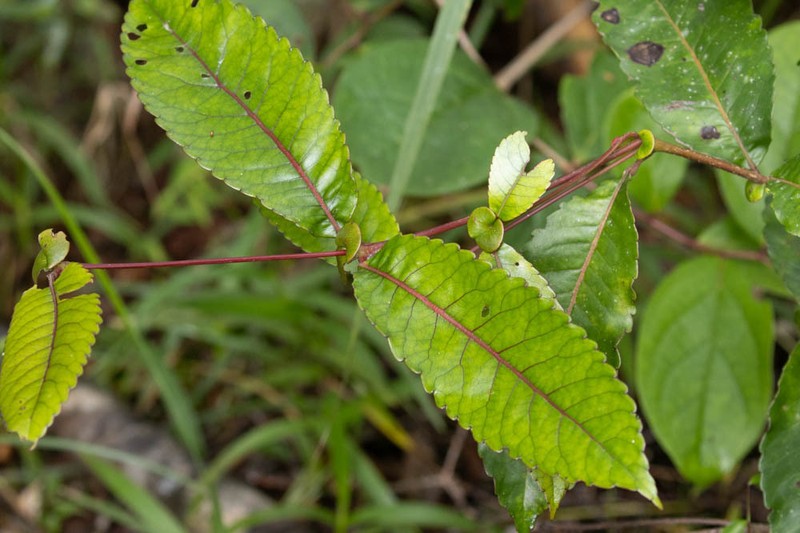 Pterophylla descombesiana photo 4