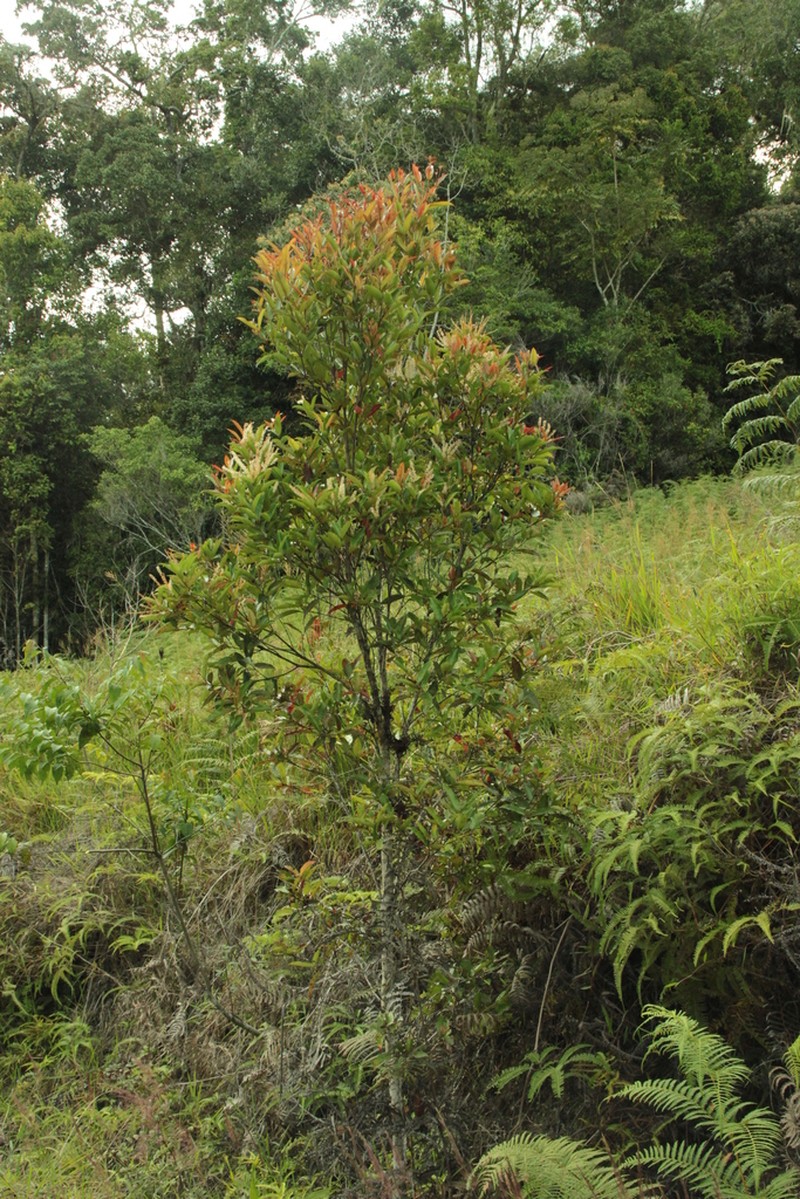Pterophylla descombesiana photo 6