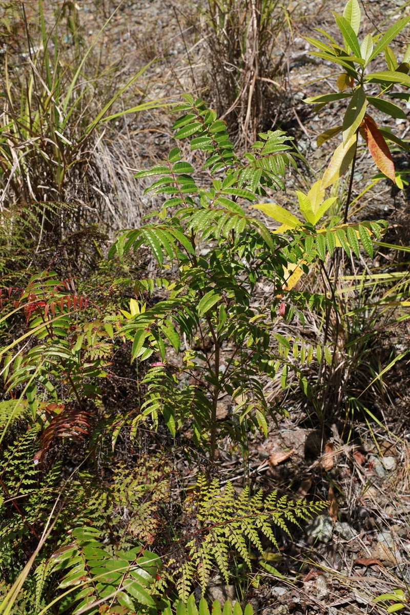 Pterophylla devogelii