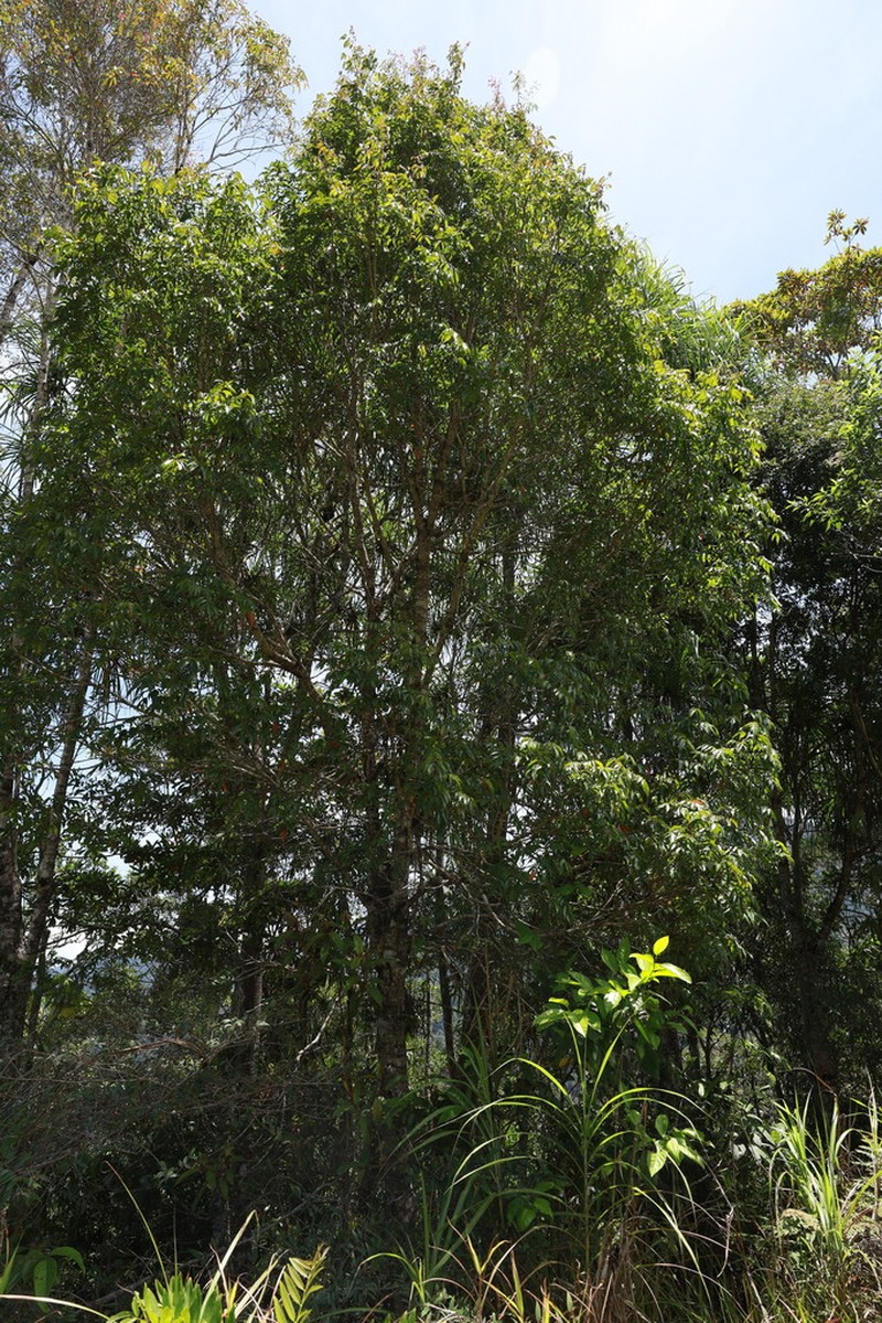 Pterophylla devogelii photo 2
