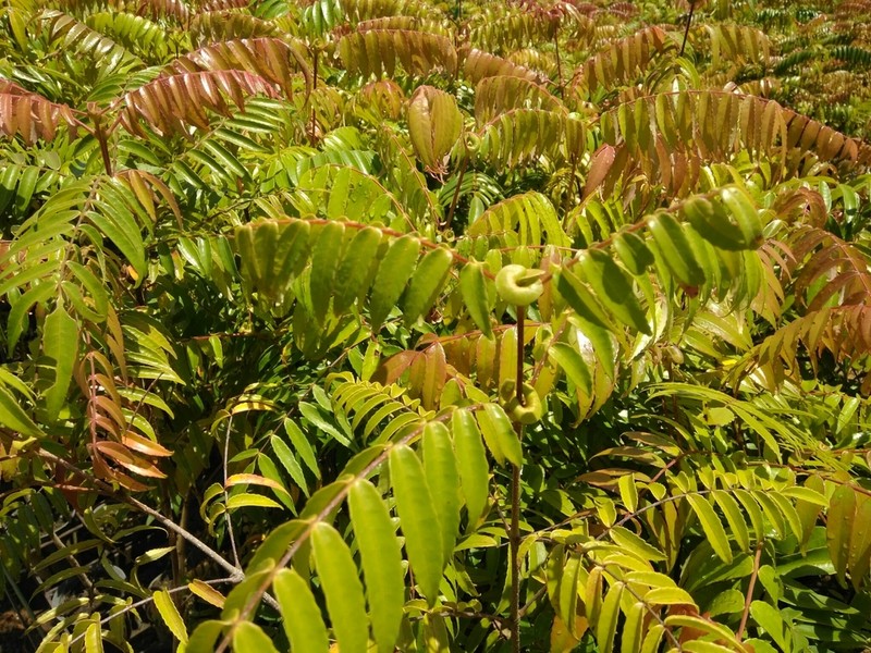 Pterophylla devogelii photo 3