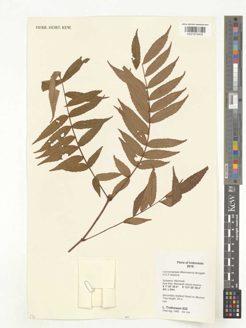 Pterophylla devogelii photo 4