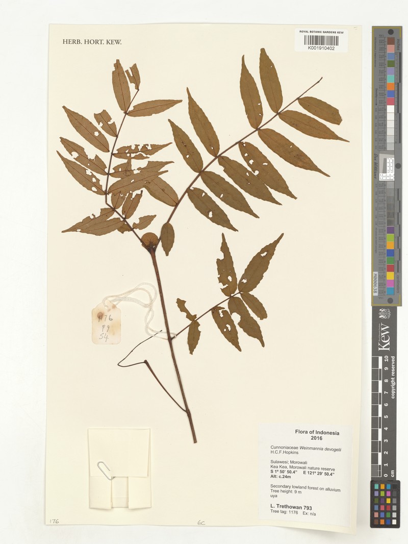 Pterophylla devogelii photo 5