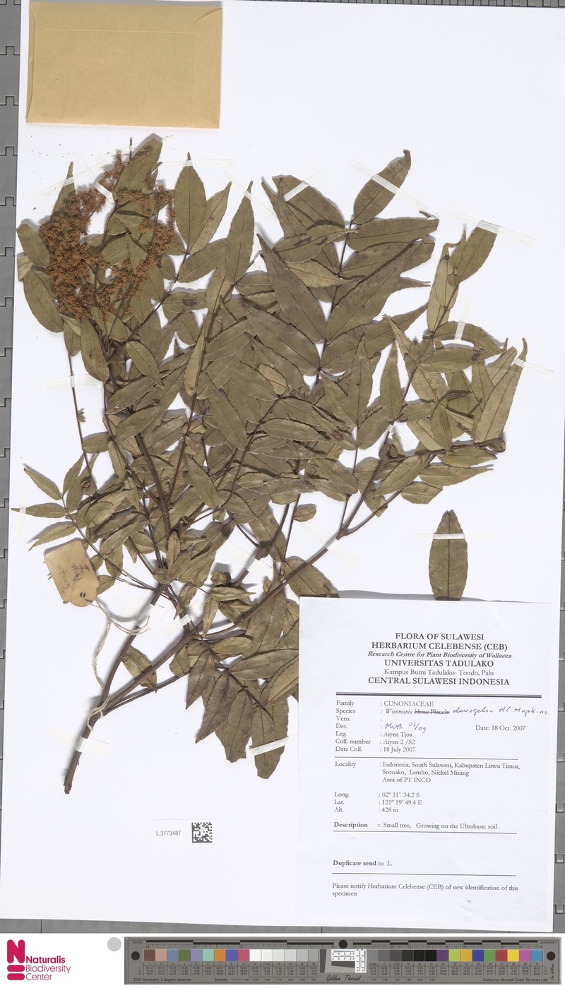 Pterophylla devogelii photo 6