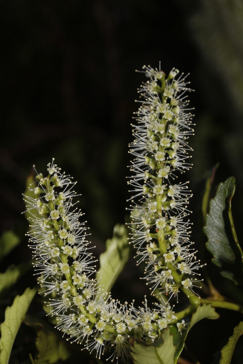 Pterophylla dichotoma