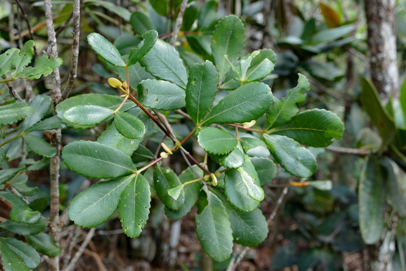 Pterophylla dichotoma photo 3
