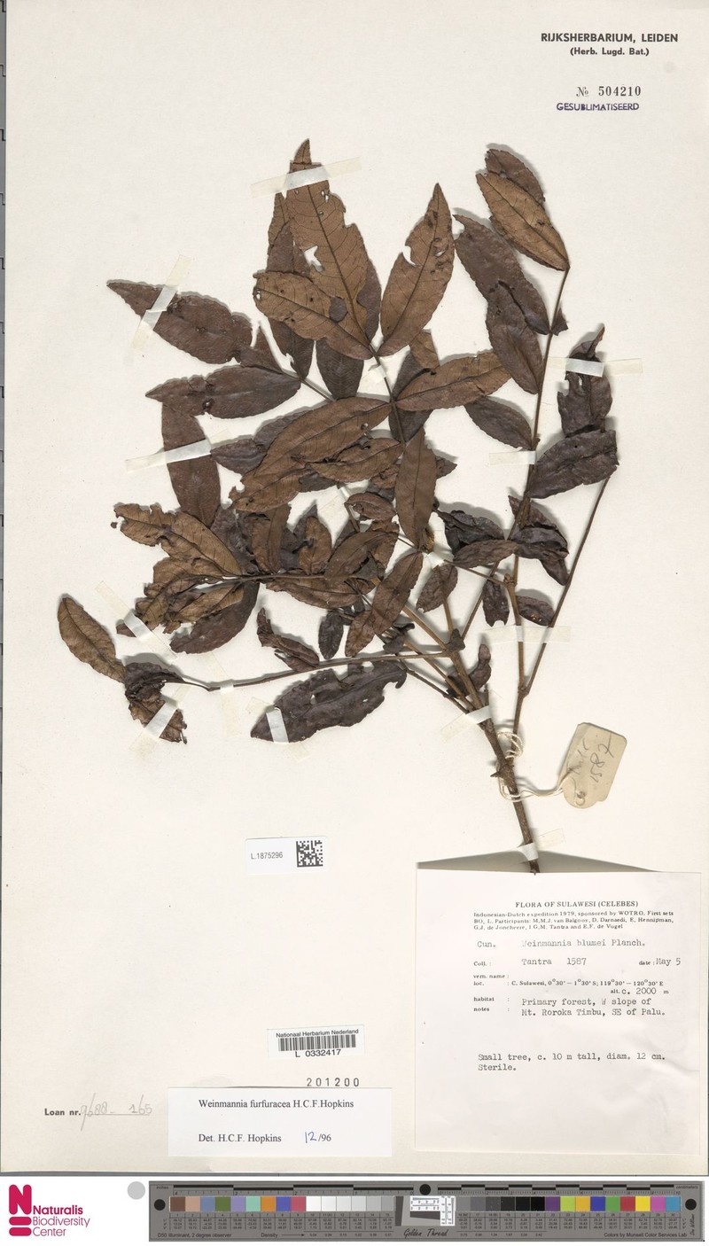 Pterophylla furfuracea photo 4