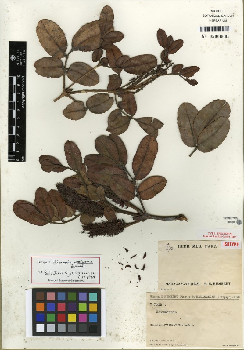 Pterophylla henricorum