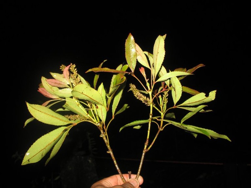 Pterophylla hildebrandtii photo 3