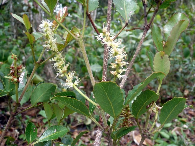 Pterophylla hildebrandtii photo 5