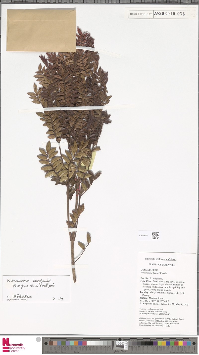 Pterophylla hooglandii