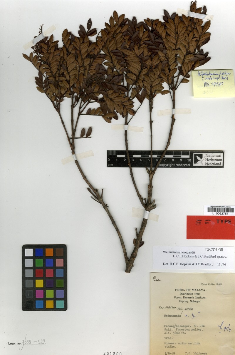 Pterophylla hooglandii photo 2