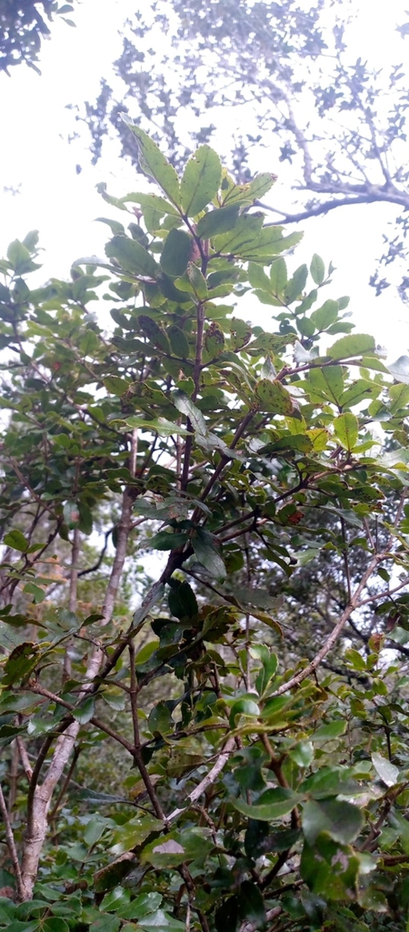 Pterophylla humblotii photo 2