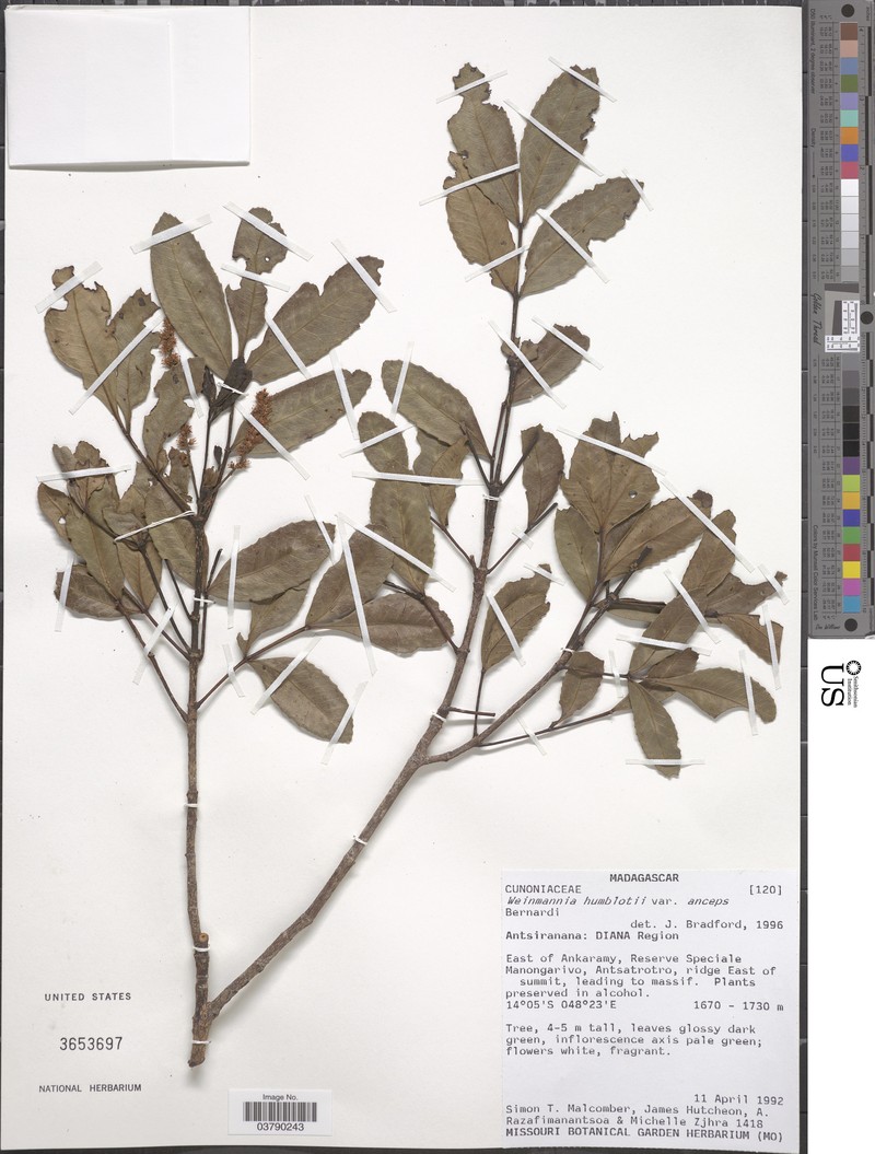 Pterophylla humblotii var. anceps