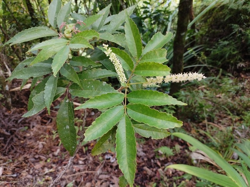 Pterophylla hutchinsonii