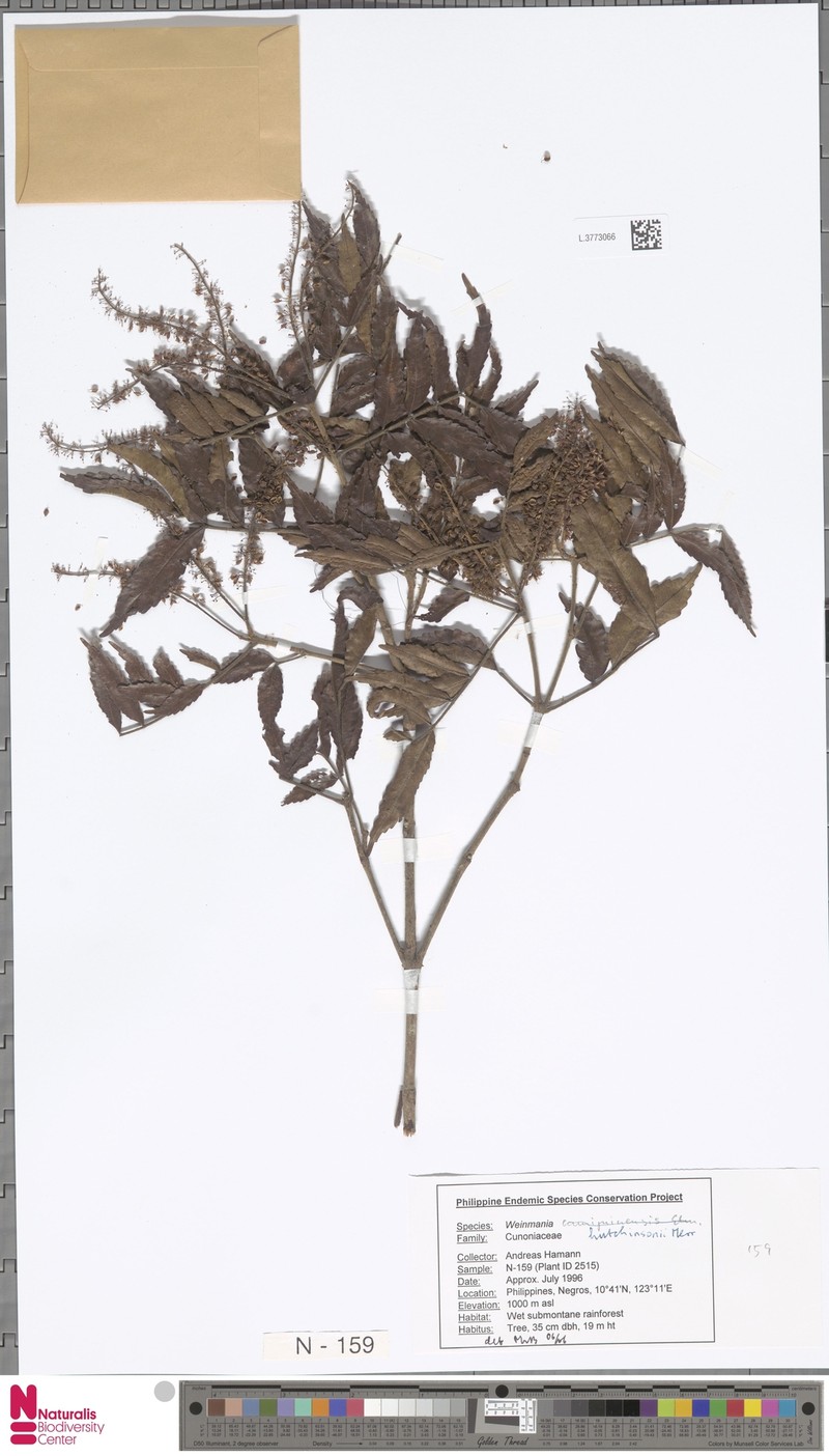 Pterophylla hutchinsonii photo 3
