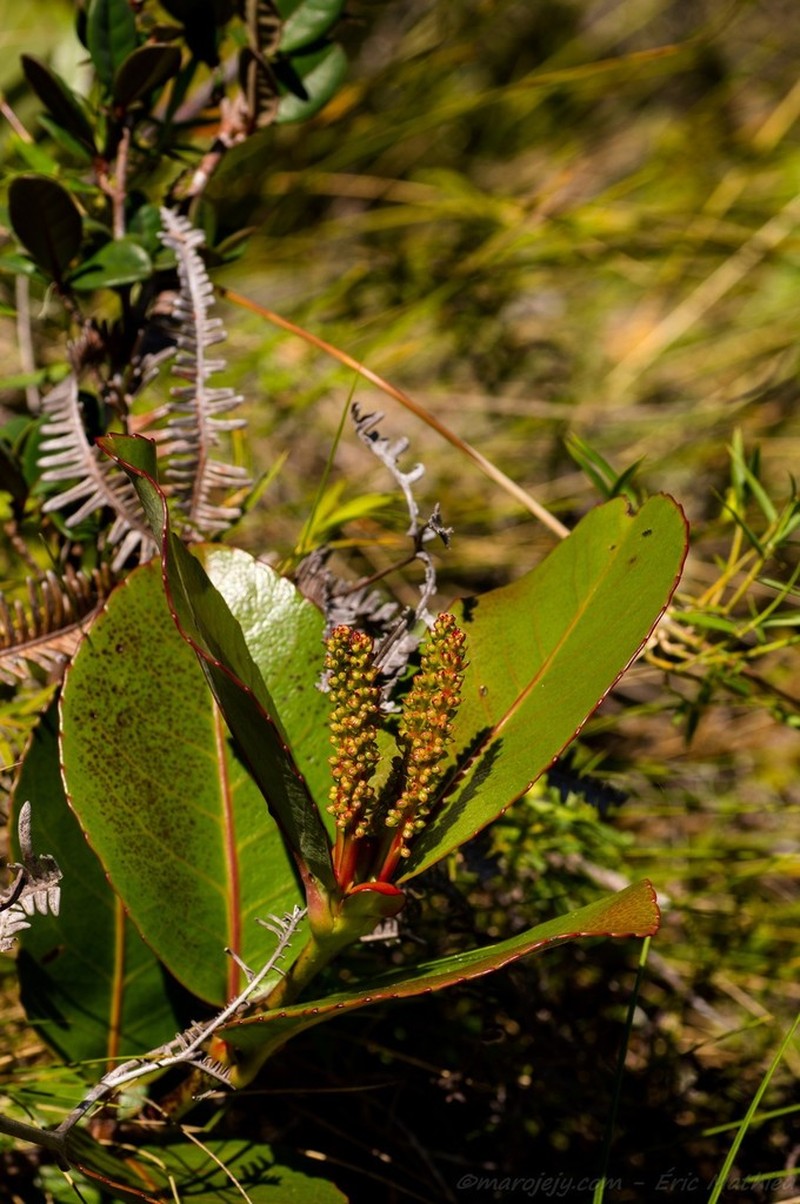 Pterophylla icacifolia