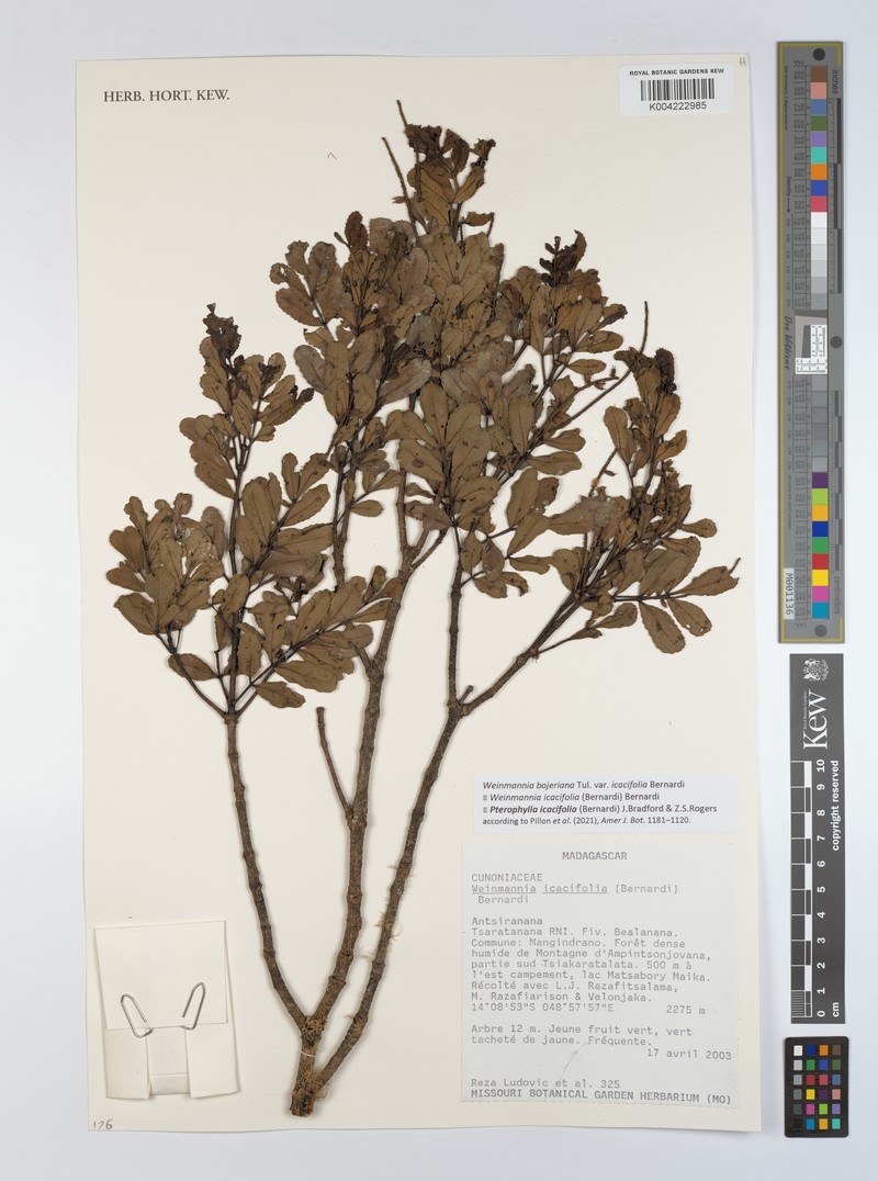 Pterophylla icacifolia photo 2