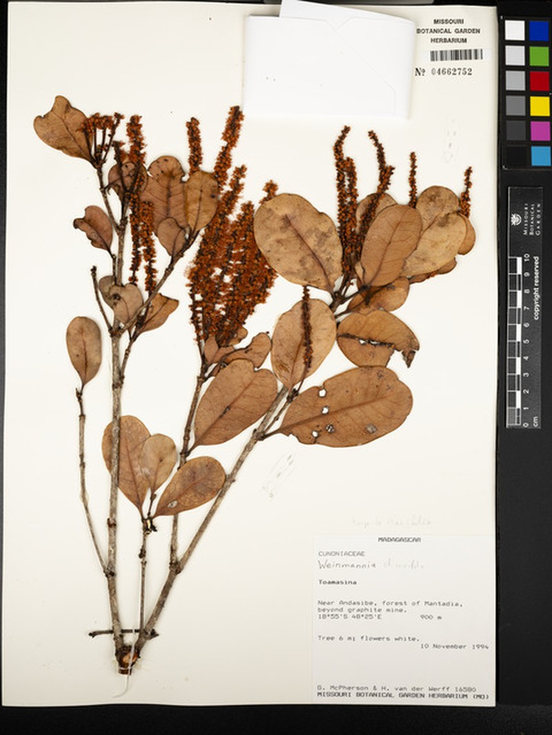 Pterophylla icacifolia photo 3