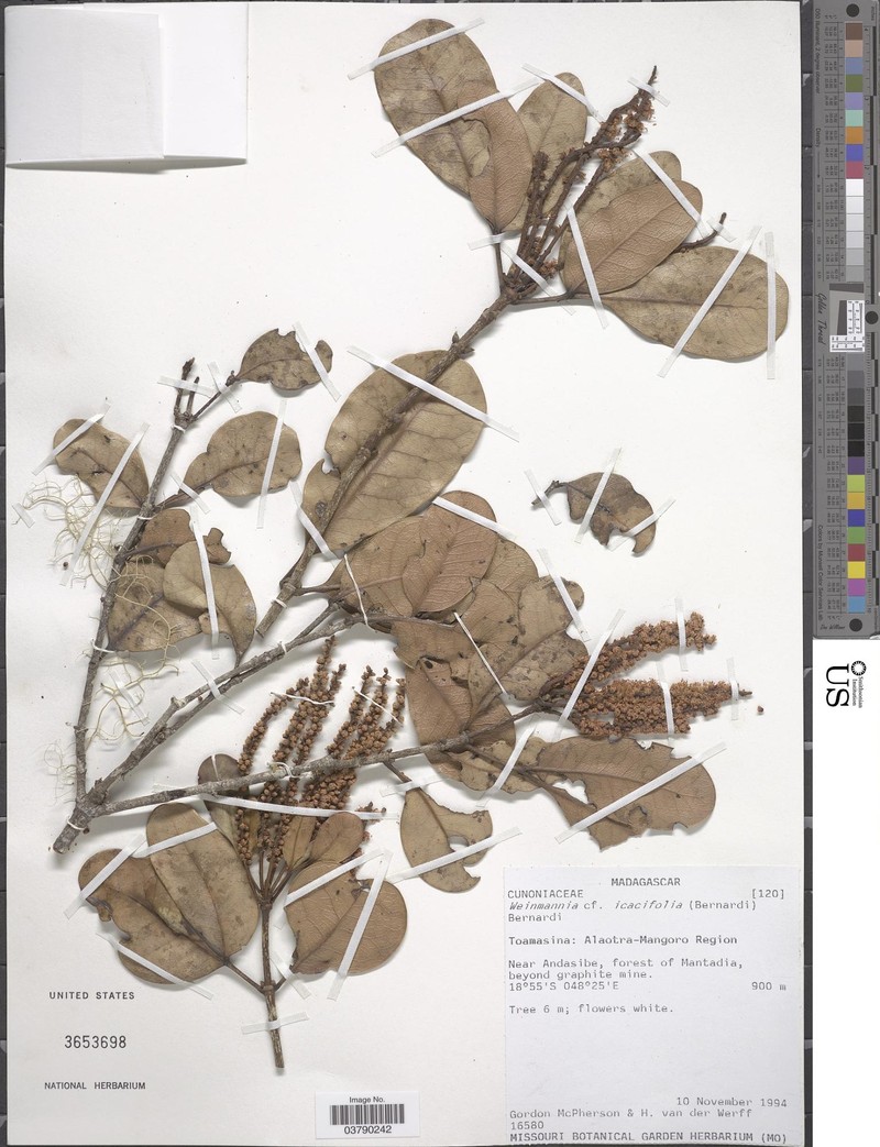 Pterophylla icacifolia photo 4