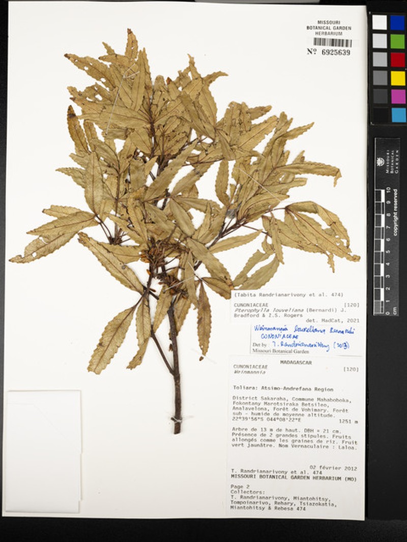 Pterophylla louveliana