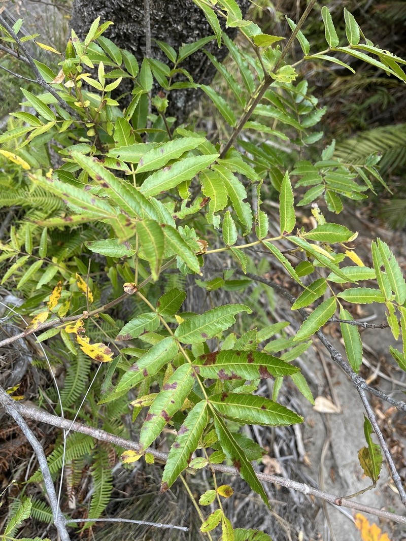Pterophylla lucens